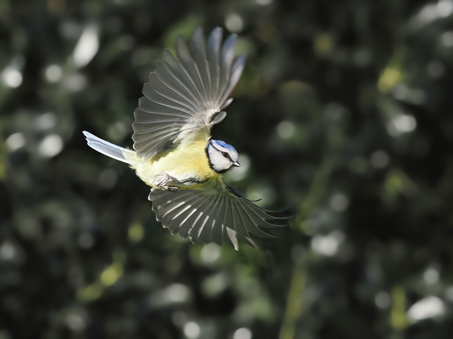 Blaumeisenflug...