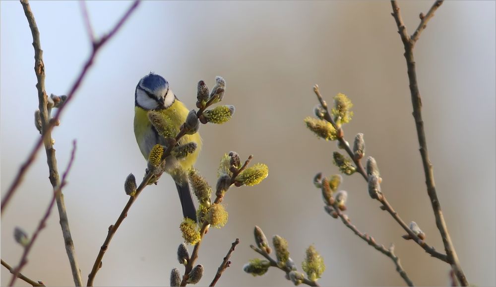 Blaumeisenfrühling