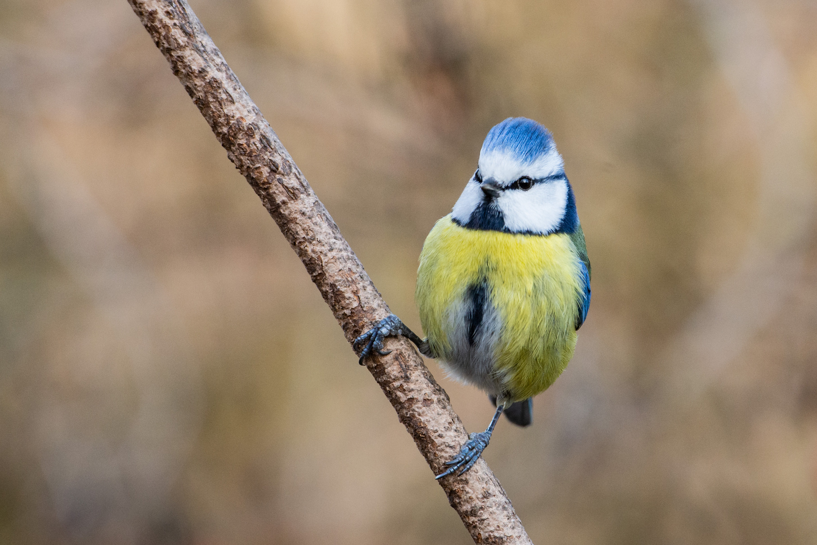 Blaumeisenhahn