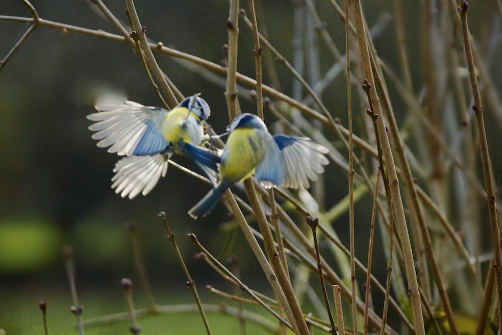 Blaumeisenkampf