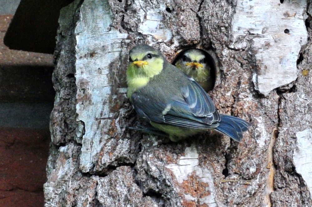 Blaumeisen...mach´hin, ich will auch raus