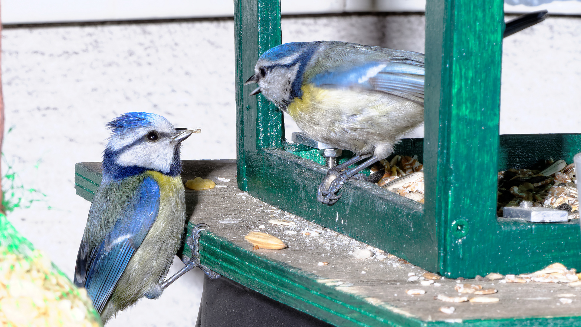 Blaumeisenpaar am Vogelhaus