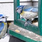 Blaumeisenpaar am Vogelhaus