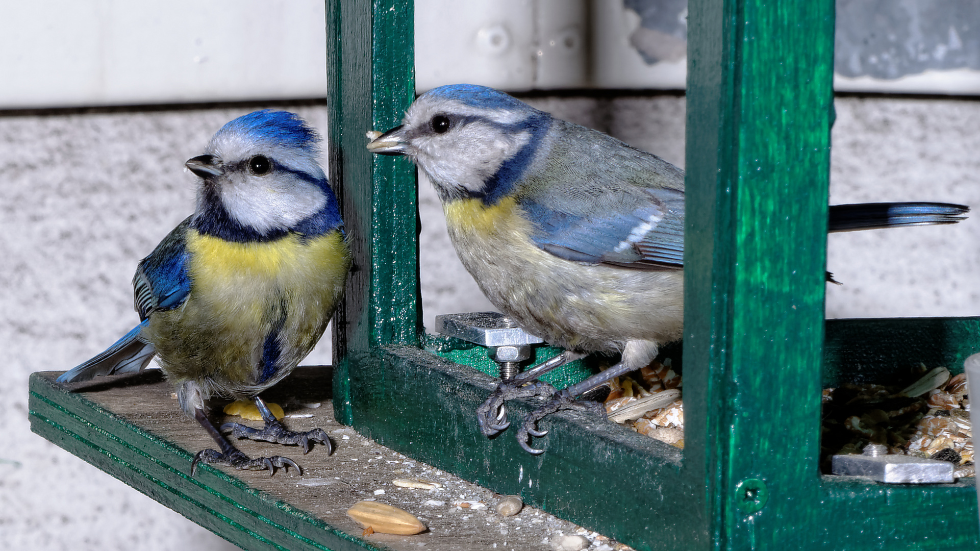 Blaumeisenpärchen am Vogelhaus