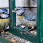 Blaumeisenpärchen am Vogelhaus