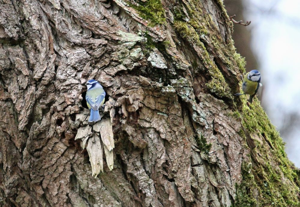 Blaumeisenpärchen richtet sich den Nistplatz ein