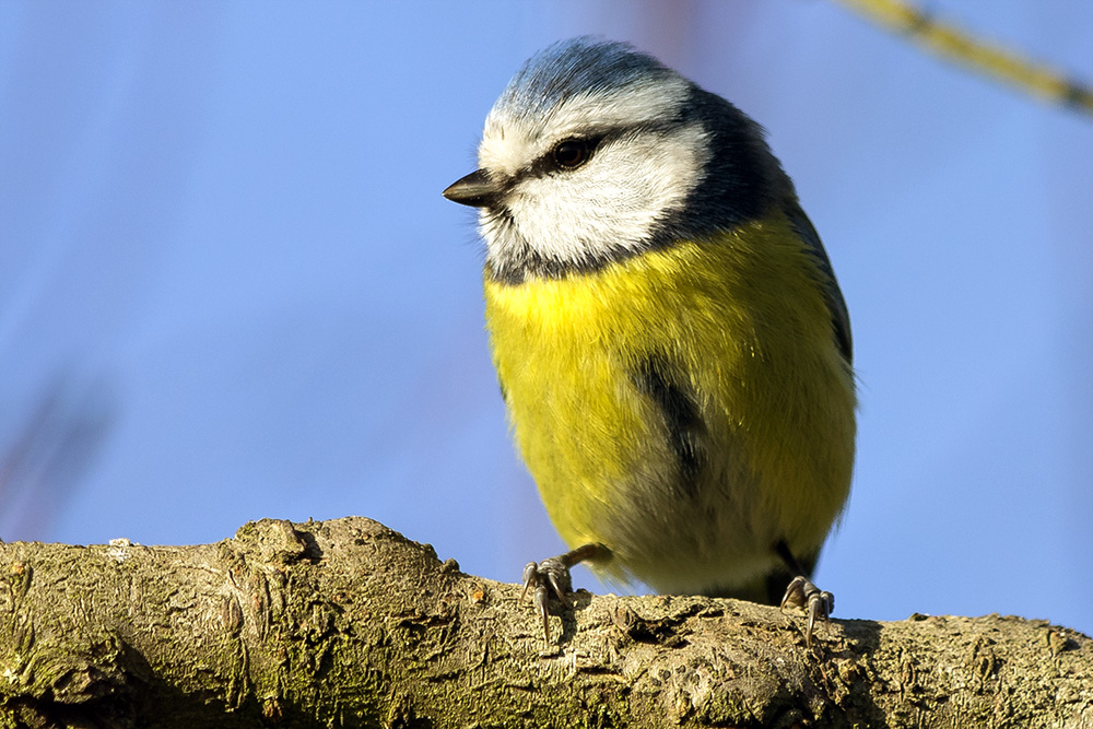 Blaumeisenportrait