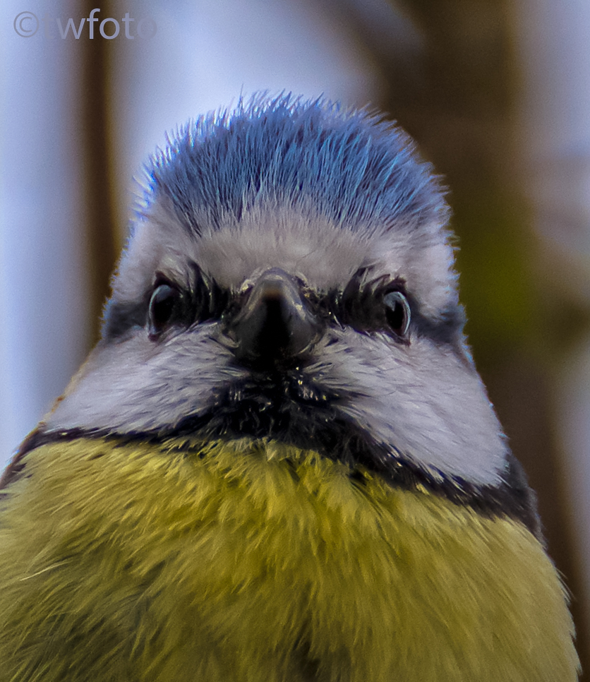 Blaumeisenportrait