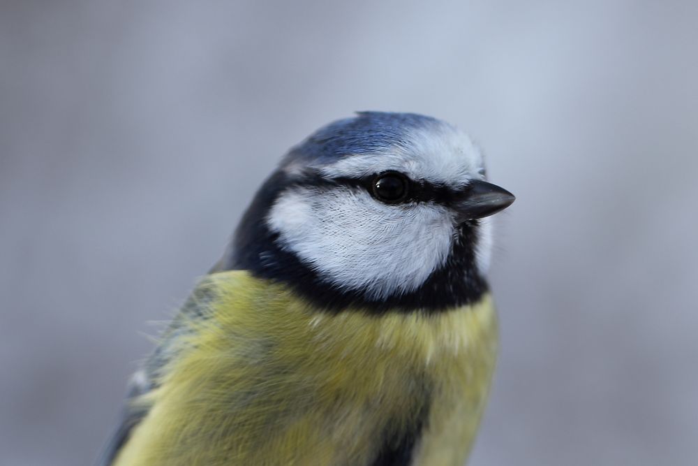 Blaumeisenportrait