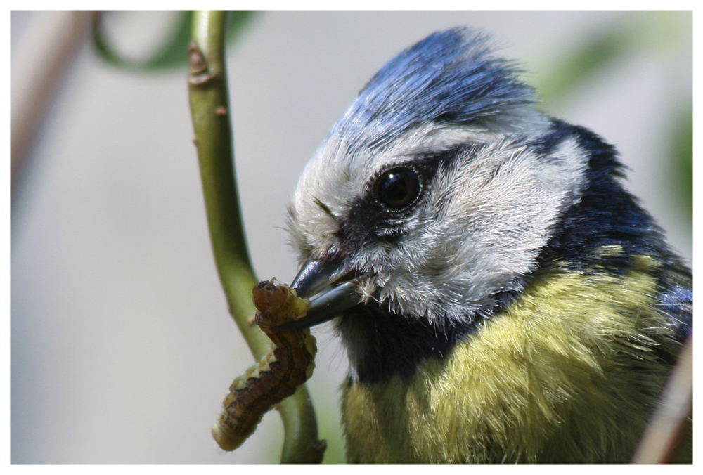 Blaumeisenvater