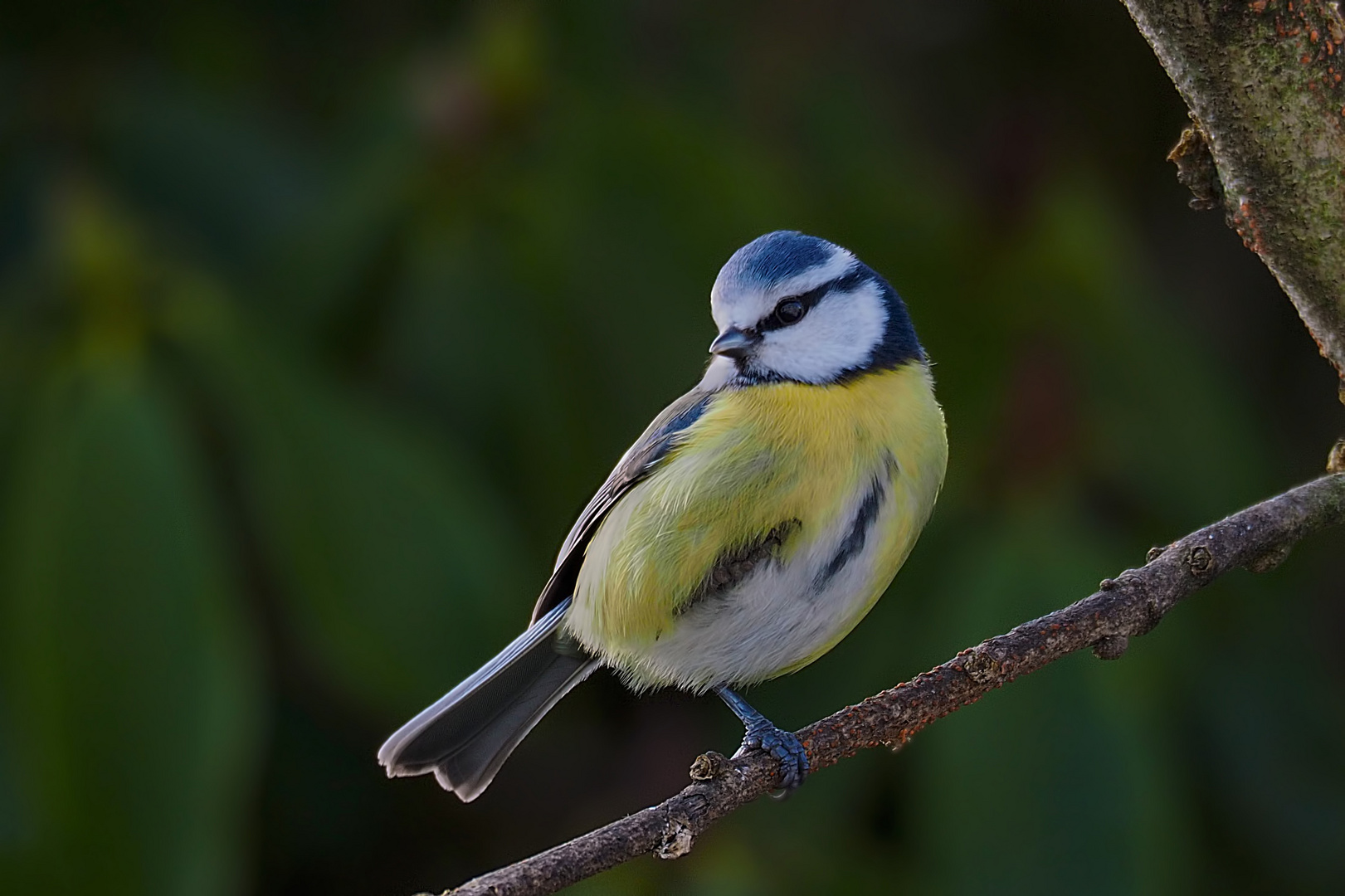 Blaumeisenyoga