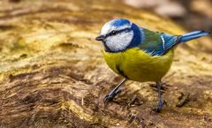 Blaumeiser'l - besser als gar kein "Geier" - oder?