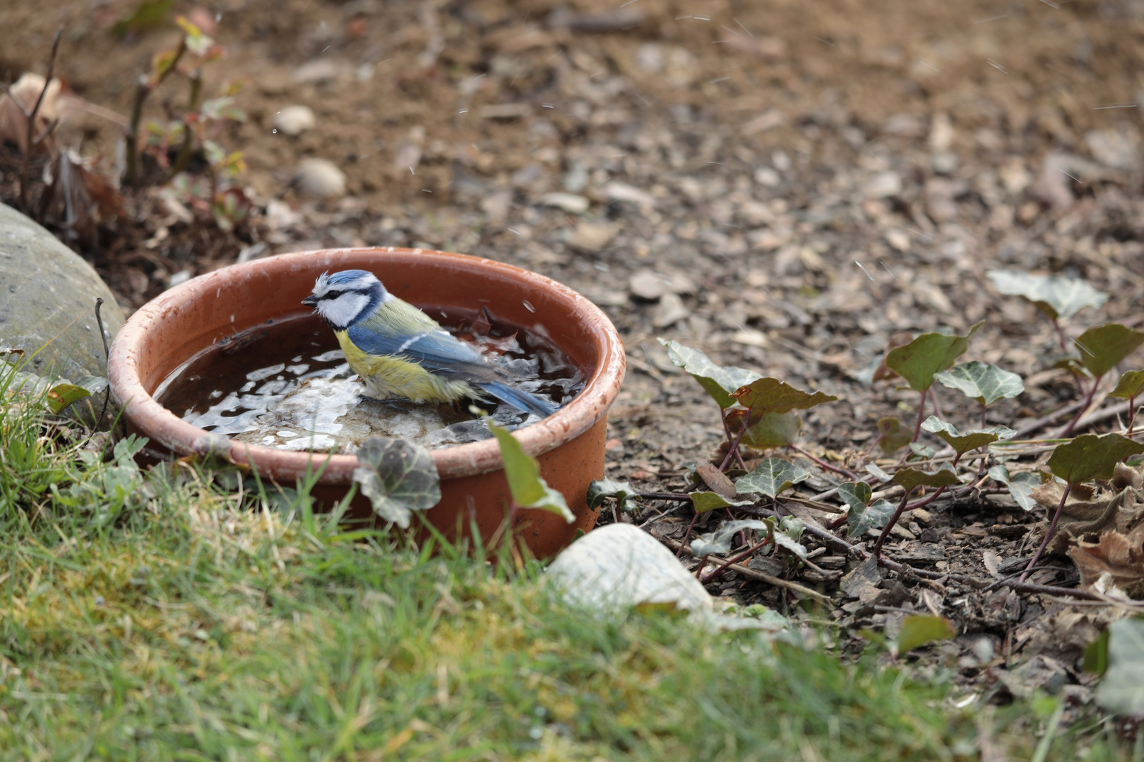 Blaumeise_Vollbad