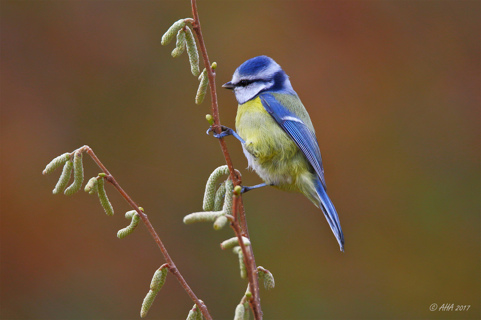 Blaumeislein