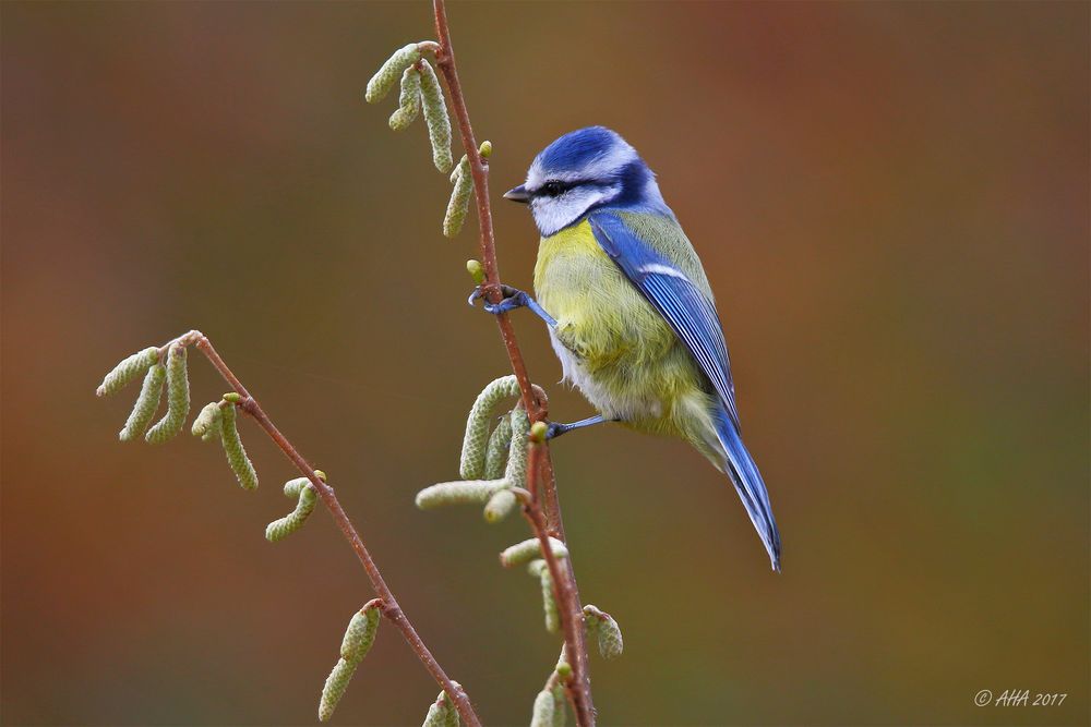 Blaumeislein