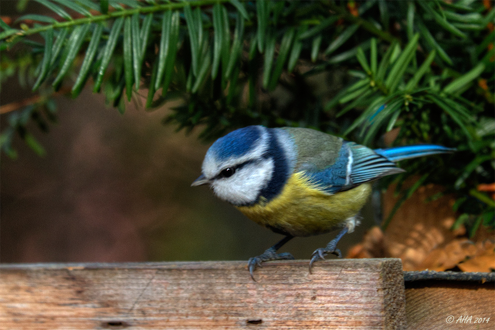 Blaumeislein