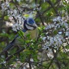 Blaumeislein genießt den Frühling