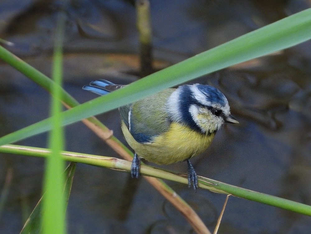 Blaumeislein im Schilf