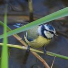 Blaumeislein im Schilf