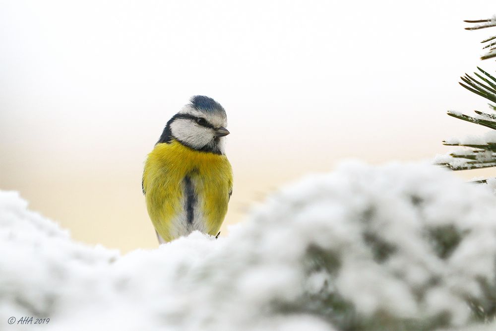 Blaumeislein im Schnee - 1