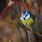 Blaumeislein im Sonnenschein