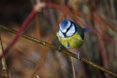 Blaumeislein im Sonnenschein