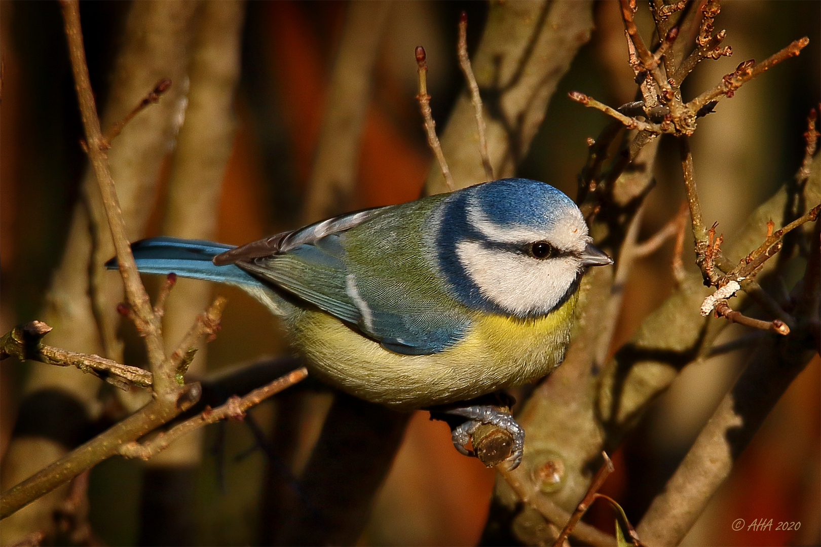 Blaumeislein in der Hecke