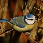 Blaumeislein in der Hecke