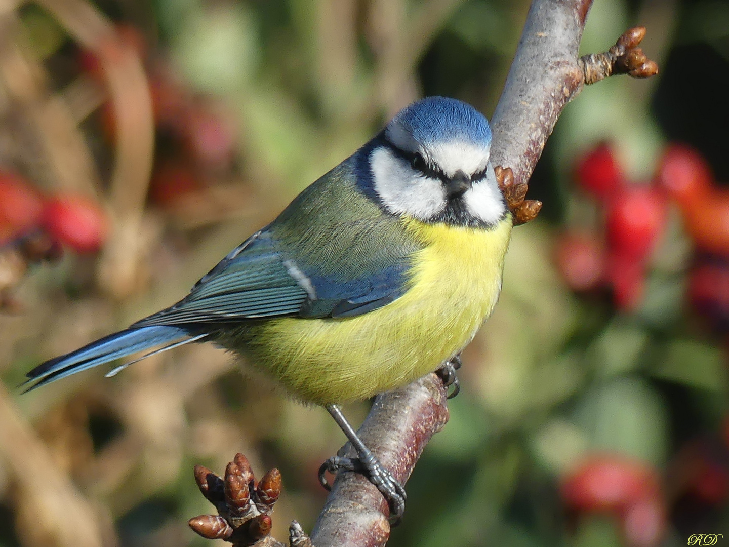 Blaumeislein mit Hagebutten