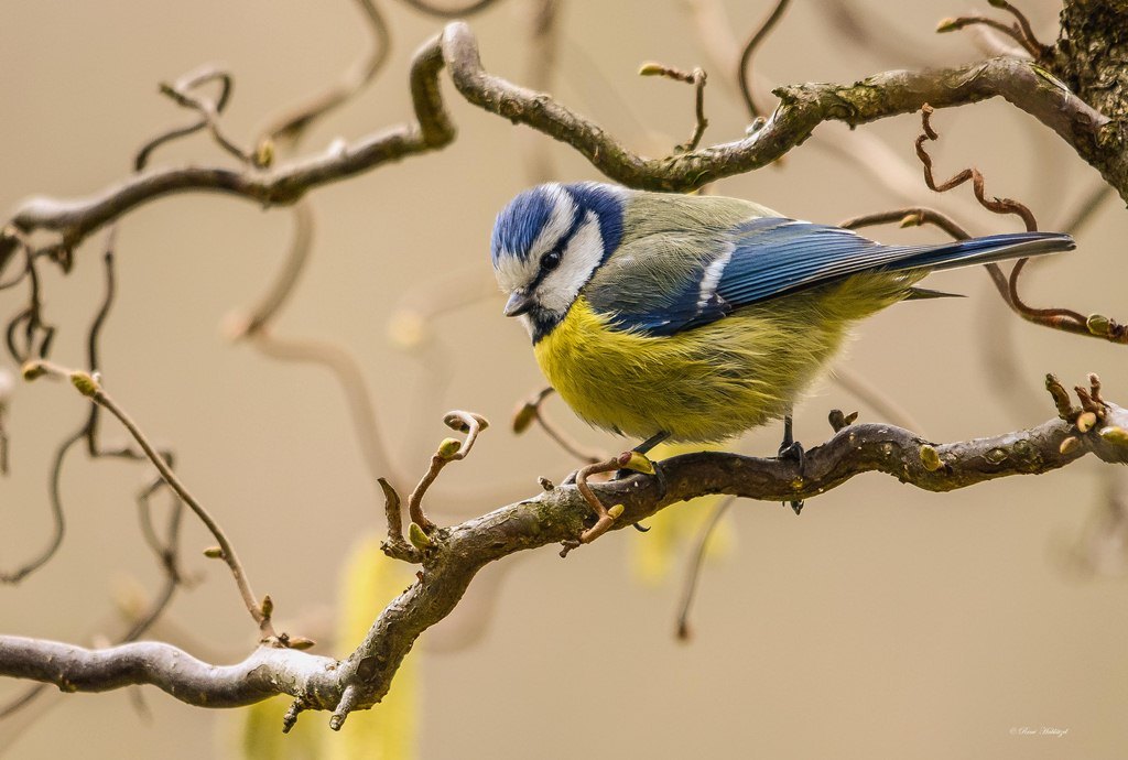 Blaumeisr im Haselstrauch