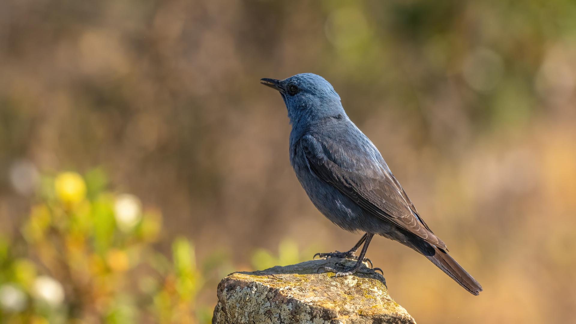Blaumerle Foto & Bild tiere, wildlife, spanien2023 Bilder auf