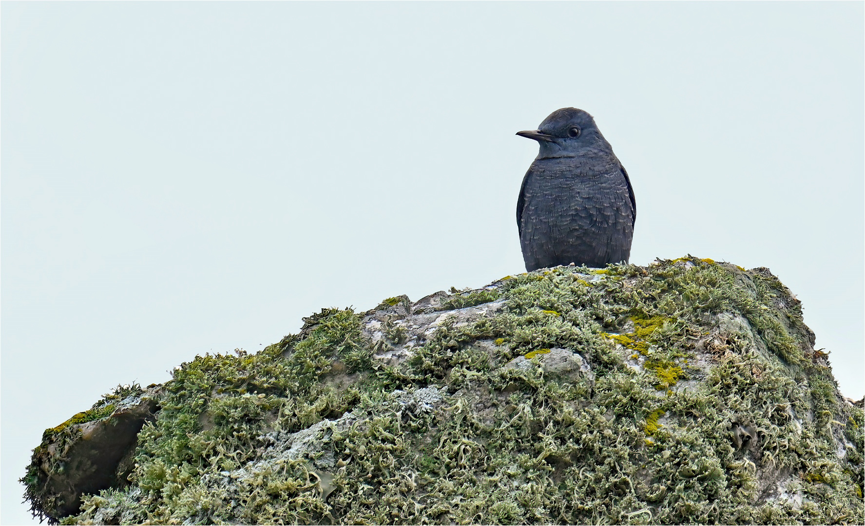 Blaumerle