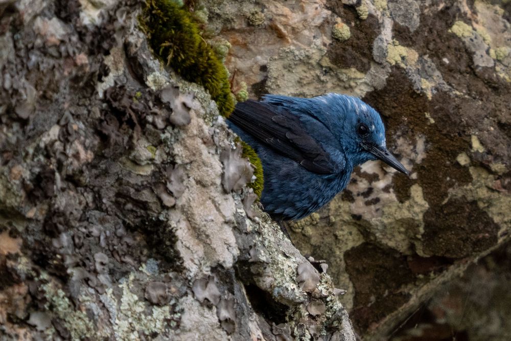 Blaumerle Foto & Bild europe, spain, tiere Bilder auf