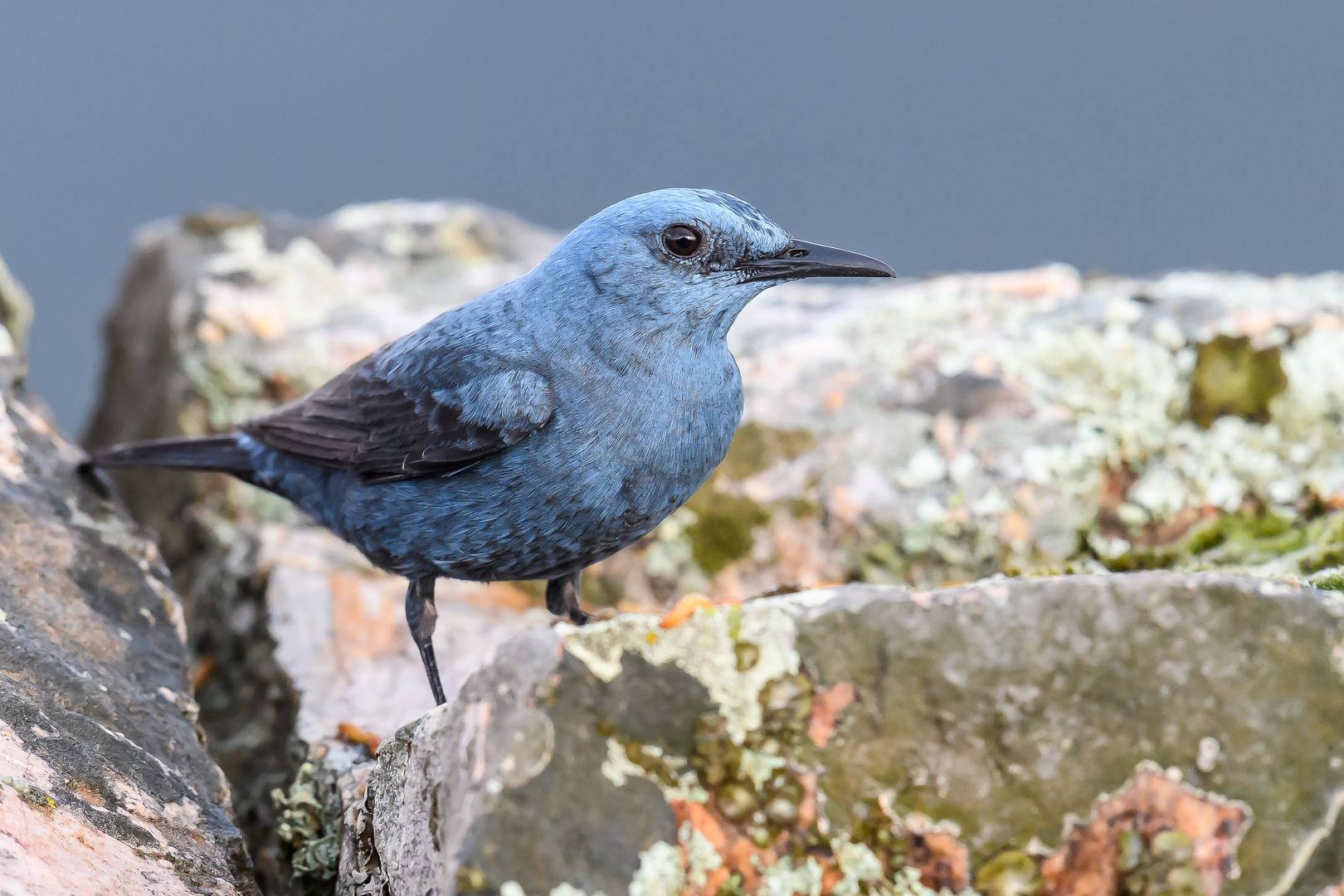 Blaumerle M (Monticola solitarius)