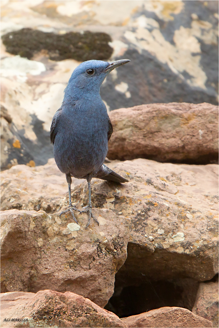 blaumerle männchen