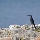 Blaumerle (Monticola solitarius)