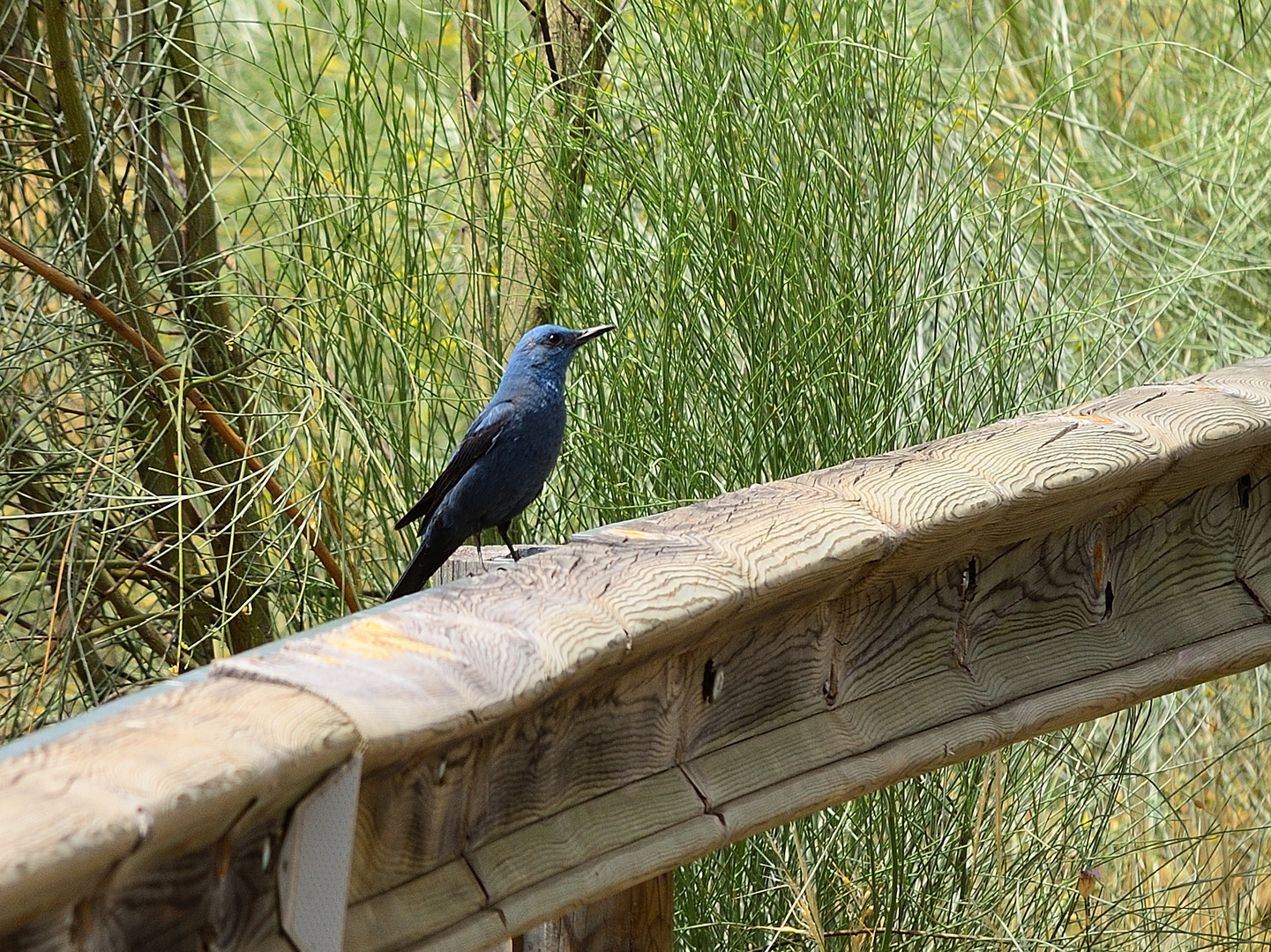 Blaumerle (Monticola solitarius), Blue rock thrush, Roquero solitario