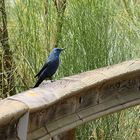 Blaumerle (Monticola solitarius), Blue rock thrush, Roquero solitario