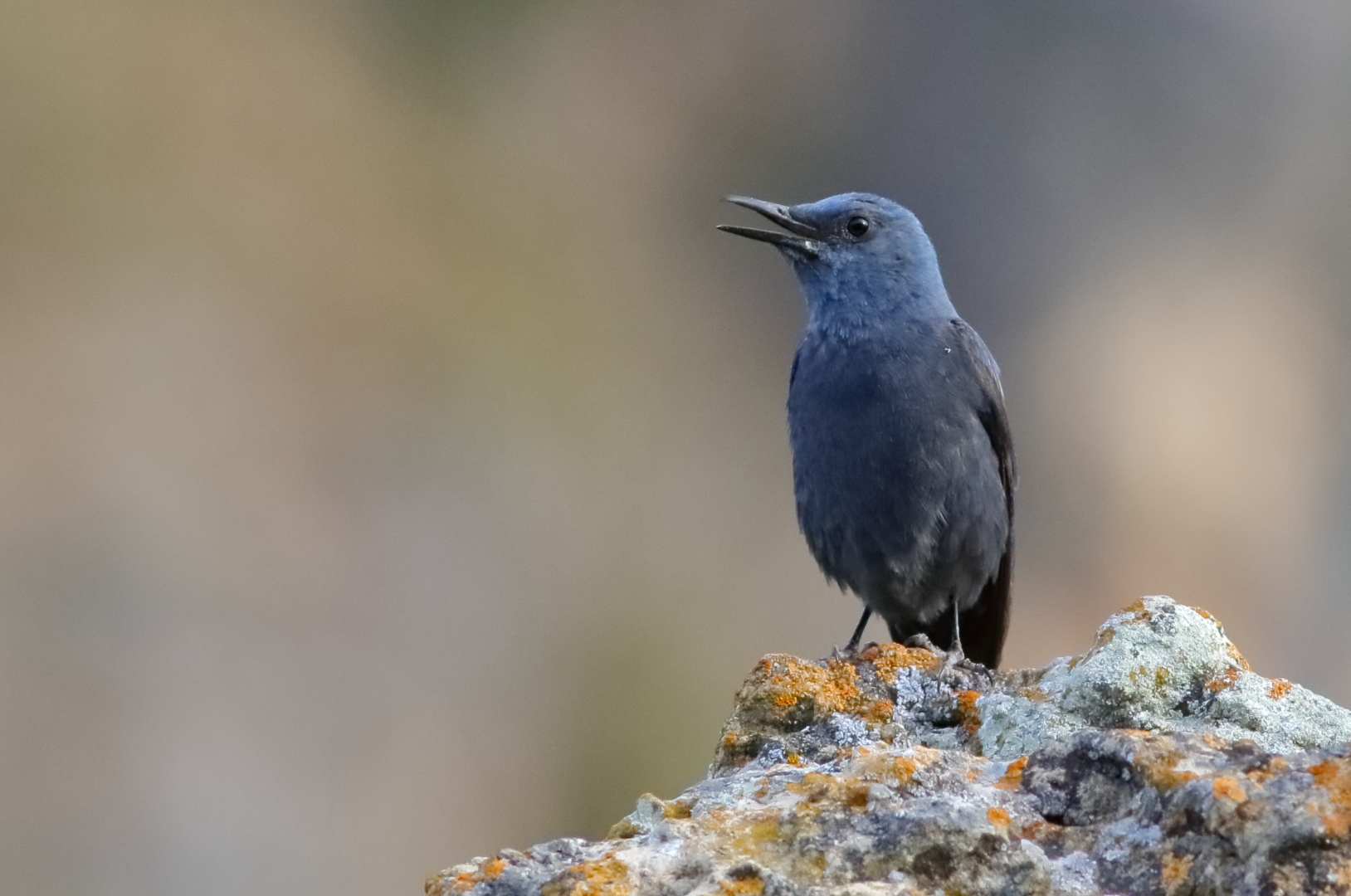 Blaumerle (Monticola solitarius) 