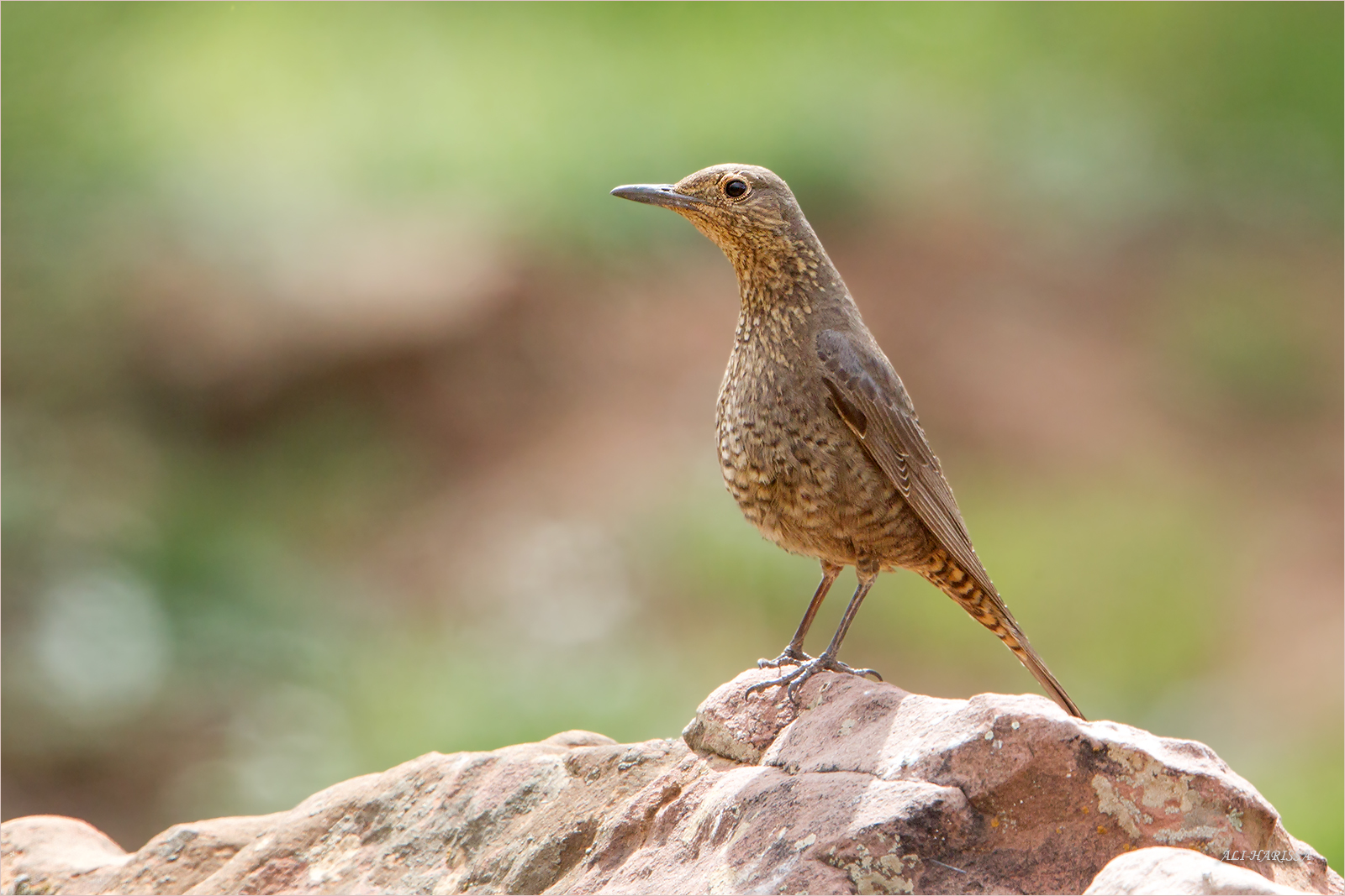 blaumerle weibchen Foto & Bild natur, wildlife Bilder auf
