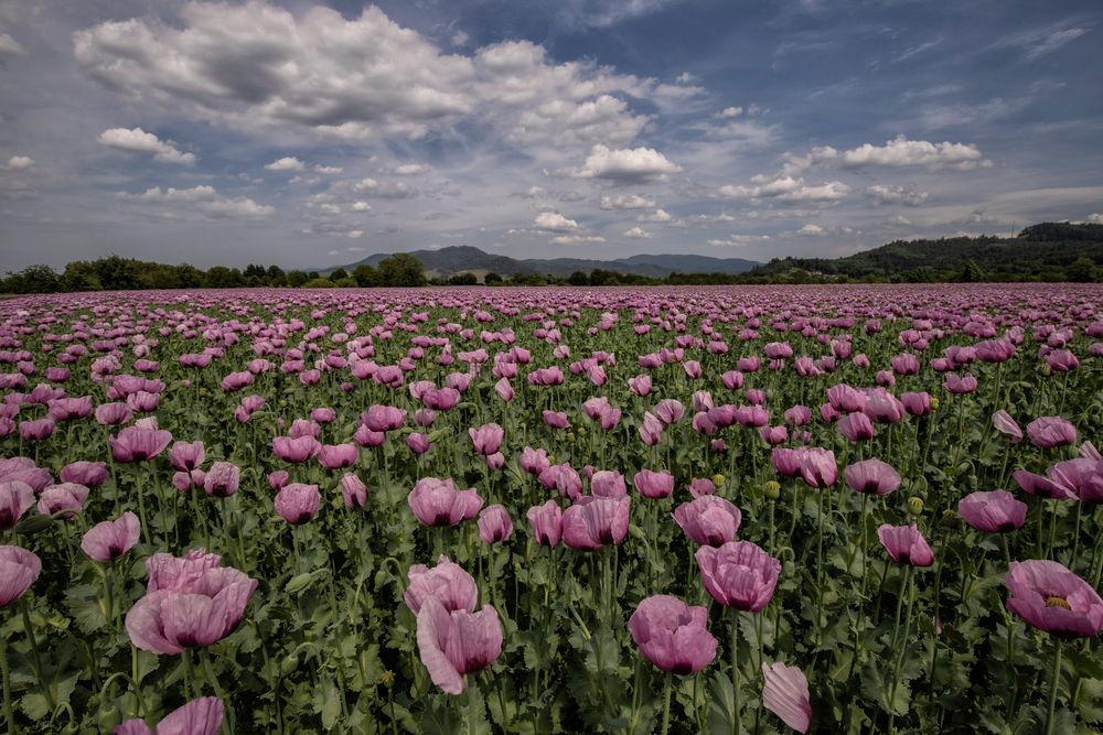 **Blaumohn**