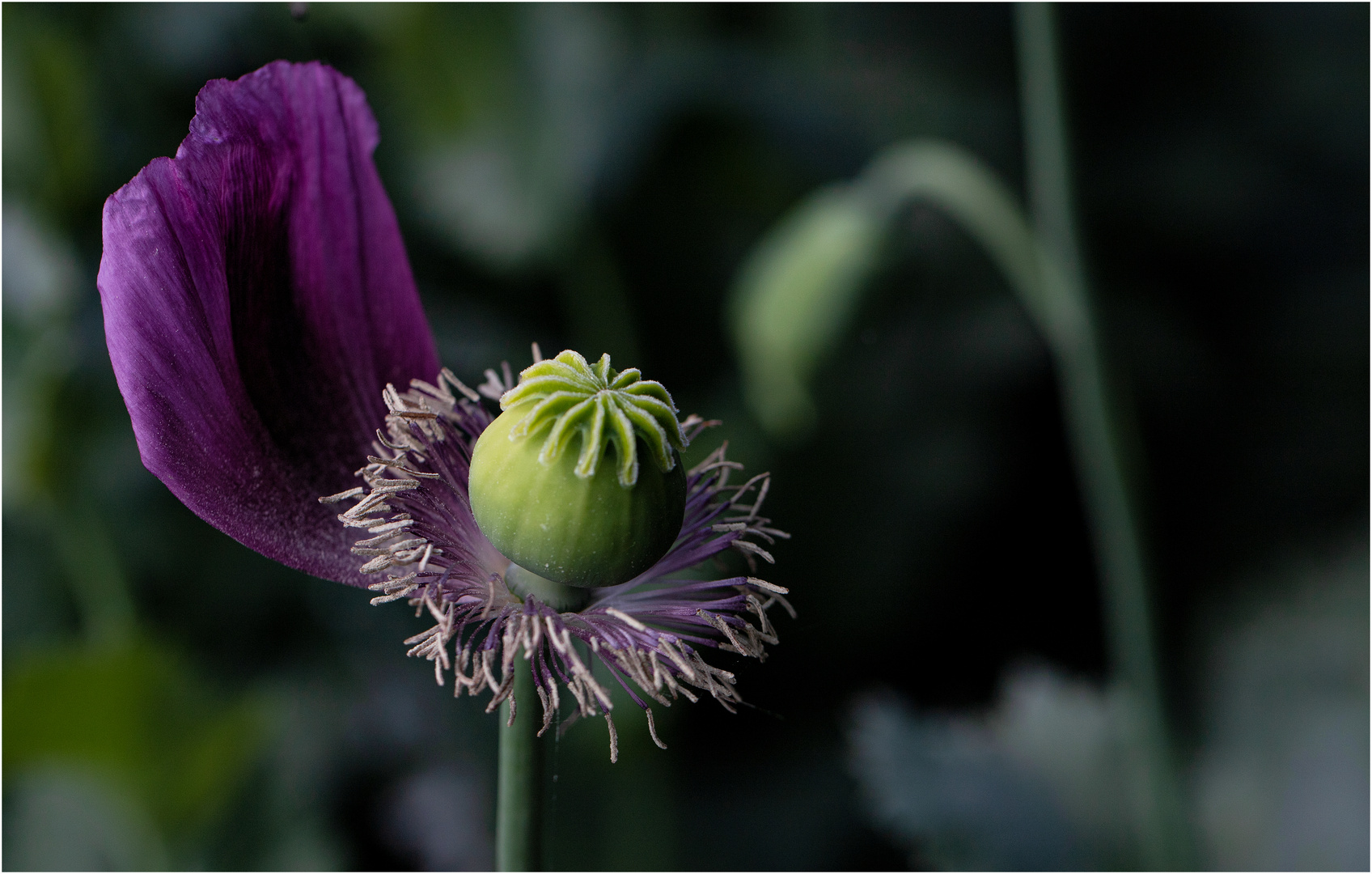 Blaumohn