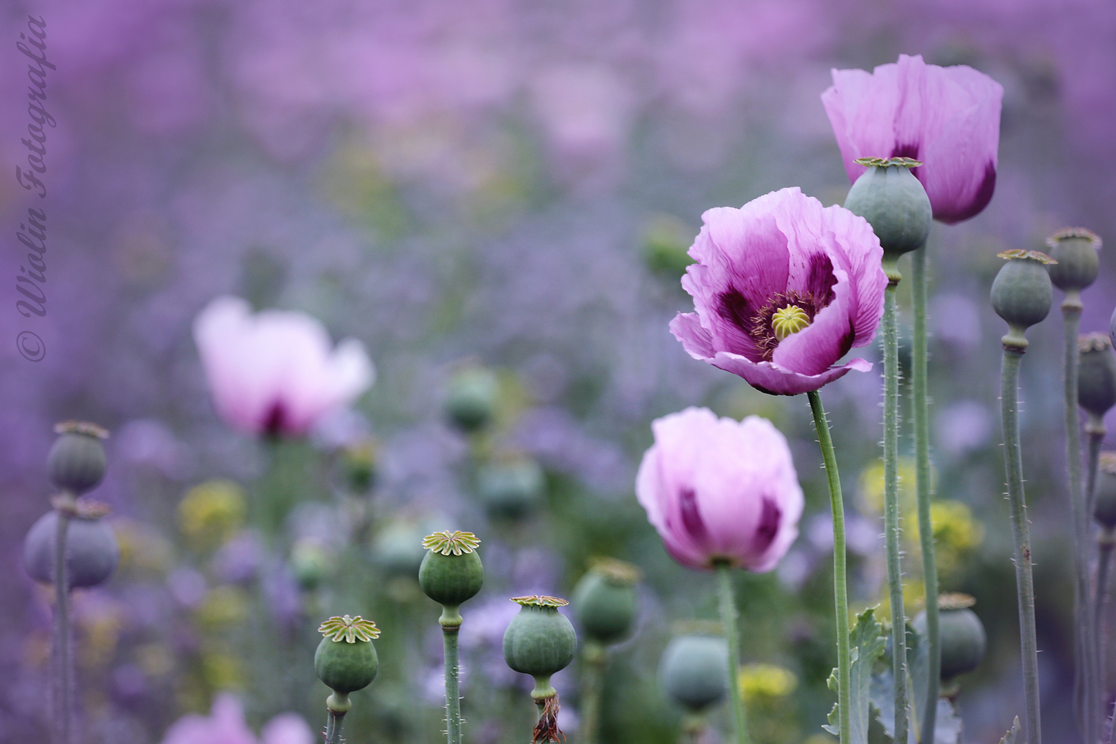 Blaumohn