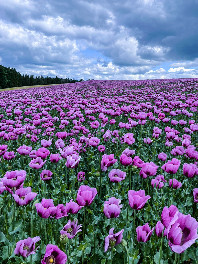 Blaumohn