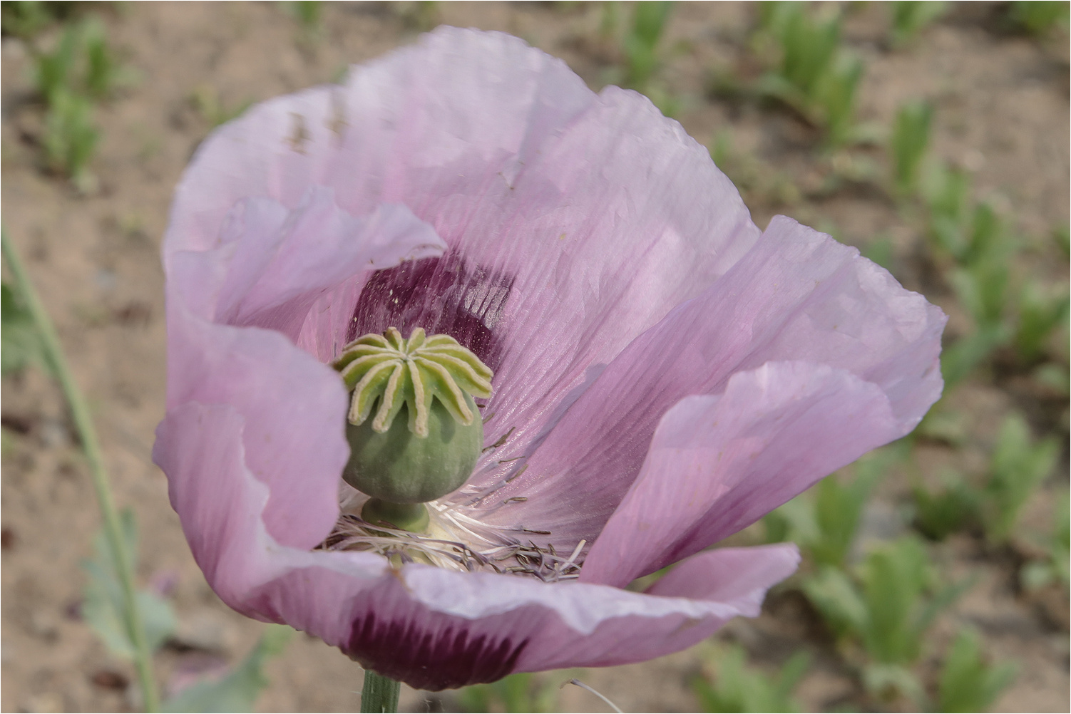 Blaumohn