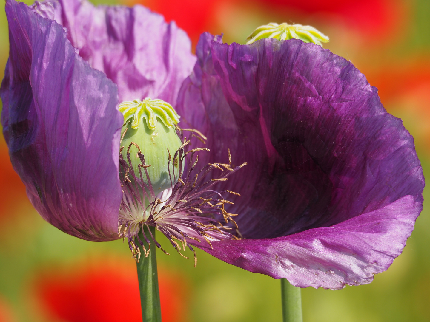 Blaumohn