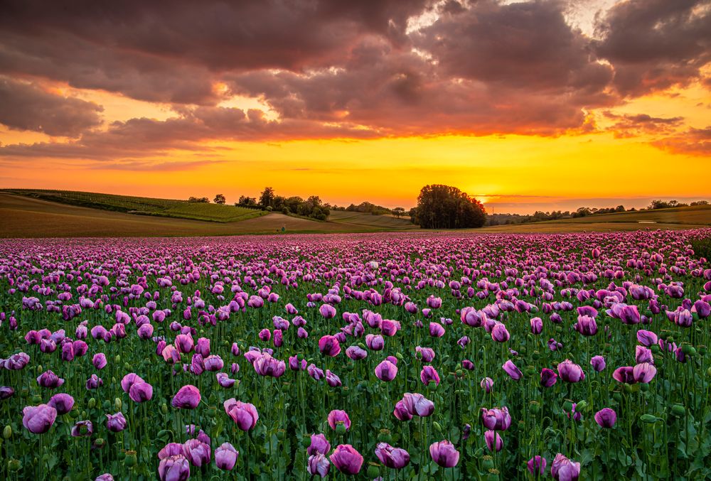 **BLAUMOHN BEI SONNENUNTERGANG**