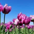 Blaumohn in schönster Blüte