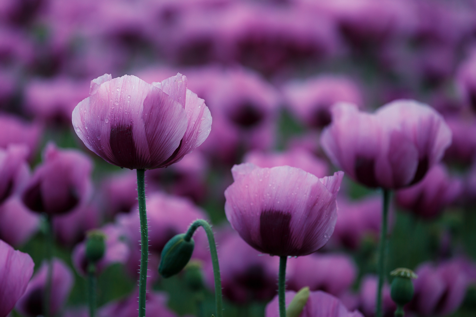 ~~ Blaumohn Solitäre ~~