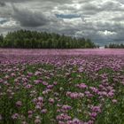 Blaumohn unter Wolken